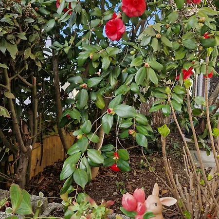 Daisy, Loggiadeifiori - Cozy In 펜션 코모