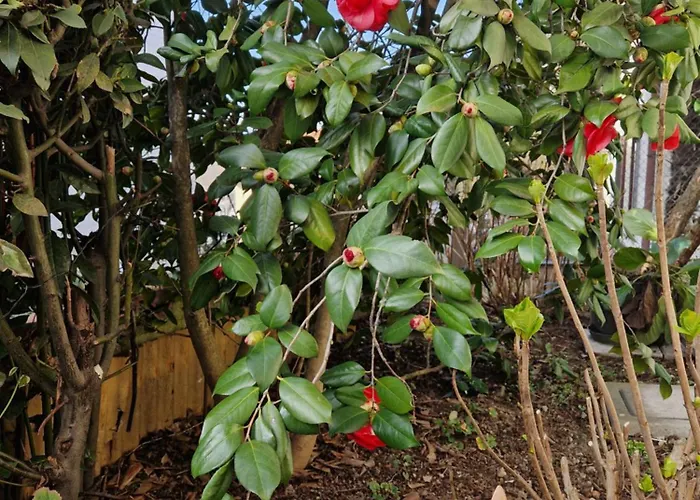 Daisy, Loggiadeifiori - Cozy In 펜션 코모